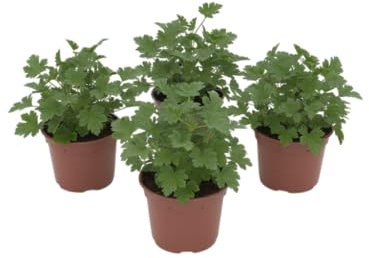Pack Brisa Verde – Cuatro Geranios Antimosquitos Naturales en Maceta | DECOALIVE Plantas de Exterior Decorativas
