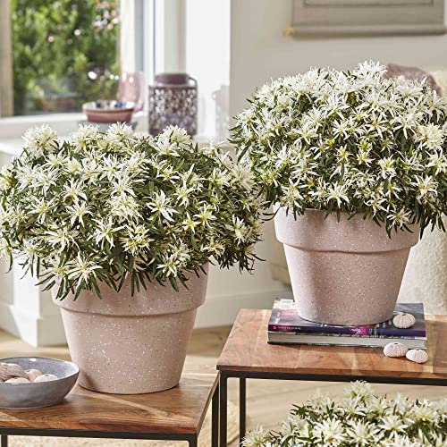 Compact Azalea Rhododendron Plants 'Starstyle' White Blooms Hardy Perennial Easy to Grow Your Own Garden Flowers Potted Plants by Thompson & Morgan (1x 3 Litre Pot)