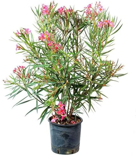 Rosa Oleander Pflanze im Topf, Immergrüner Strauch mit Blüten, 70-100 cm