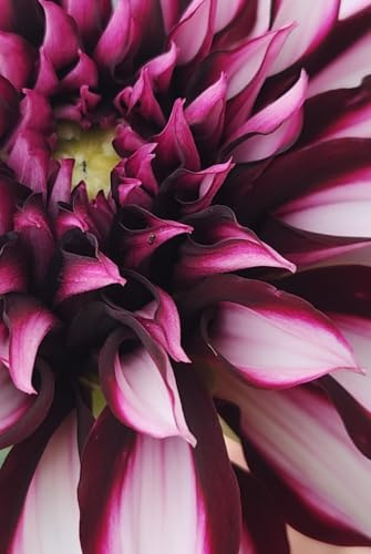 Tartan Dahlia Journal: Floral Notebook