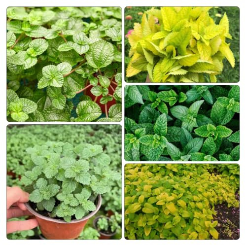 semi di melissa, in vaso serre balcone selvatiche, resistenti 800pcs