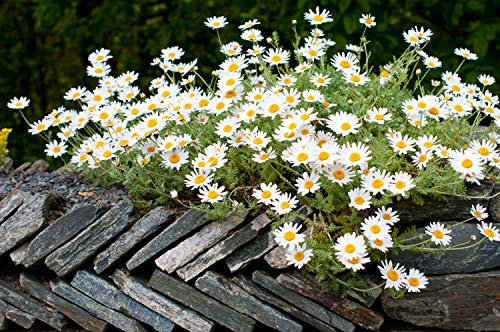 Anthemis carpatica Snow Carpet 50 Seeds, White Marguerite Daisy