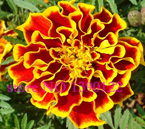 100 pezzi di Fiori di Calendula semi di Fiori importati semi per la famiglia miglior Regalo no-OGM