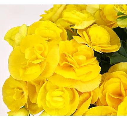 Begonia Hiemalis DECOALIVE Planta Elatior con Flores Mix Color Exclusivo