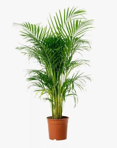 Areca Palm dypsis lutescens Plant in 14 cm Pot - 60 cm Tall - Air Purifying houseplant