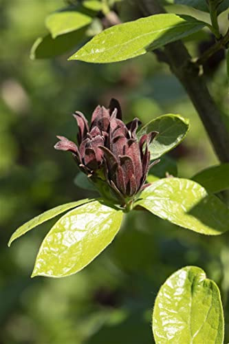 Calycanthus floridus 30–40 cm – Winterhart, Mehrjährig, Pflegeleicht – Gewürzstrauch – Zierstrauch für Garten & Beet