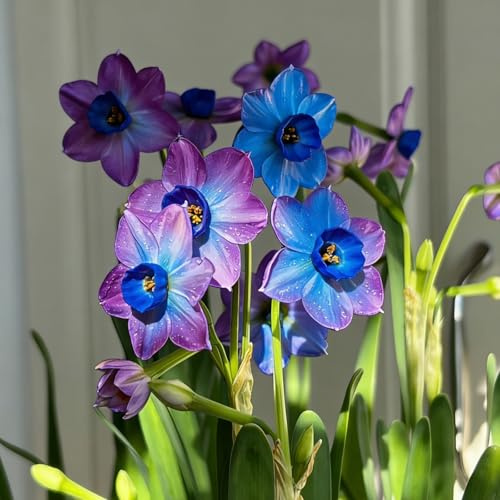 Narcisi Olandesi Miscela Rara -Mix Attira Api e Farfalle-6bulbi-D