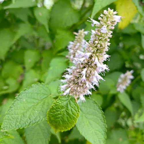 semillas de ortiga perfumadas, resistentes para el jardín Agastache foeniculum, raras regalos para jardineros exóticas productos 150pcs