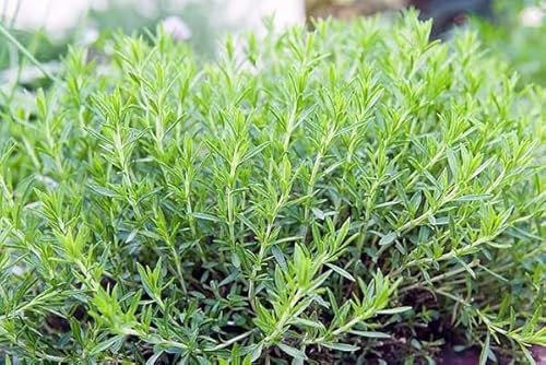 Graines d'estragon fraîches et neuves, 40 pièces