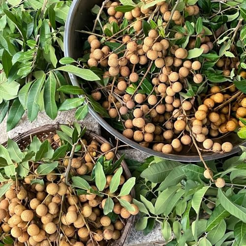 Semi di longan, frutto colonnare resistente Dimocarpus longan - semi rari di giardino di da frutto nani resistenti 100pcs