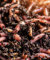 BIOTICA Lombrichi Rossi californiani vivi Eisenia fetida - 400gr - per Compostaggio Domestico Vermicompostaggio in Compostiera per produzione di Humus – Vermi da Terra