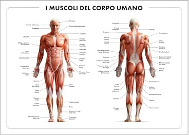 Colorfamily Poster Corpo Umano - muscoli corpo umano 70x100 cm idea regalo - riproduzione studio anatomia apparato muscolare scienza scientifico università idea regalo