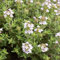 Feldthymian ca. 500 Samen - Thymus serpyllum, idealer Bodendecker