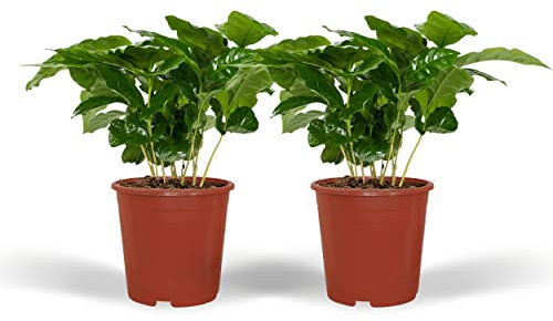 Coffea Arabica - Kaffeepflanze | 2 Stück - 25cm - Ø12cm - Zimmerpflanze - Immergrün - Multideal