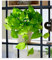 BALDUR Garten Efeutute Golden Pothos;1 Pflanze, Zimmerpflanze luftreinigend, verbessert das Raumklima, Epipremnum aureum, Grünpflanze, mehrjährig - frostfrei halten, pflegeleicht