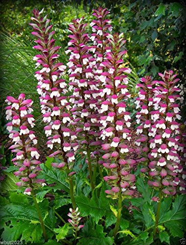 30 Samen Bärenklau Pflanzensamen, Tropical Blick, ausgezeichnete Schnittblumen, frisch oder getrocknet.