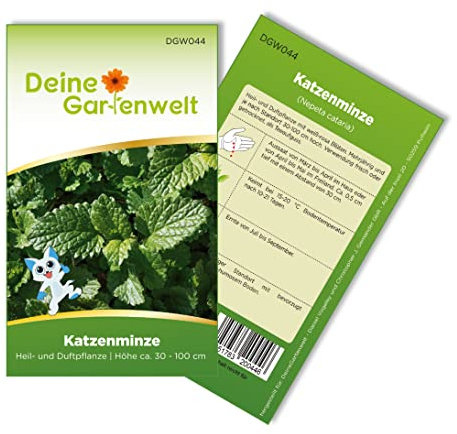 Katzenminze Samen - Nepeta cataria - Katzenminzesamen - Kräutersamen - Saatgut für 500 Pflanzen