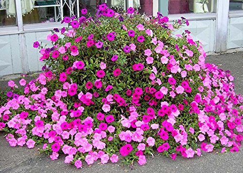 100+ Seeds of Old Fashioned Petunia Mix - Vining * White, Red, Pink, Purple, Blue, Purple/White Mix Shades