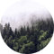 Nebelwald Fototapete rund | 3D Wald Tapete in Nebel ideal für Schlafzimmer und Büro | Tannenwald Bildtapete in Weiß Grün mit Natur Motiv