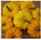 PREMIER SEEDS DIRECT Miniature Pumpkin - Jack BE Little - 45 Finest Seeds
