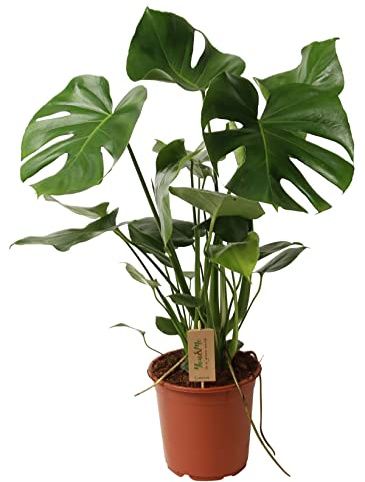 ZynesFlora Monstera Deliciosa im 21 cm Pflanzentopf - Höhe: 80-85 cm - Fensterblatt Lochpflanze Zimmerpflanze Luftreinigend Pflegeleicht für Zuhause oder Büro