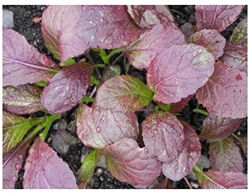 PREMIER SEEDS DIRECT Mustard RED Lion 3 GRAM ~ 1400 Seeds - Ideal MICROGREEN