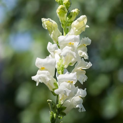 Rocket Series Snapdragon White ~50 Seeds—Antirrhinum majus—115-121 Days—30-36 Upright Spikes—AAS Winner—Mixed Colors – Cut Flower Favorite—Full Sun—Annual—Heirloom Quality