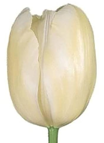 5 White Maureen Tulip Bulbs – Elegant Pure White Blooms – Large Flowering Perennial Tulips for Spring Gardens – Easy to Grow & Hardy