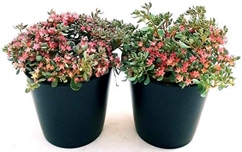 POWERS TO FLOWERSSEDUM CAUTICOLA, 2 PIANTE, piante vere