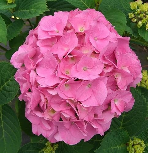 Ortensia Hydrangea macrophylla Early Pink pianta in vaso ø12 cm Vivaio di Castelletto