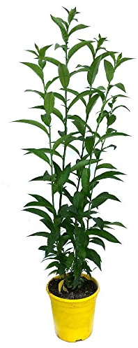 Garden Center Shop | Galán de Noche (Cestrum nocturnum) M15 50 cm | Arbusto Perfumado Nocturno | Follaje Verde Brillante y Flores Fragantes al Anochecer | Decoración Exterior Sofisticada