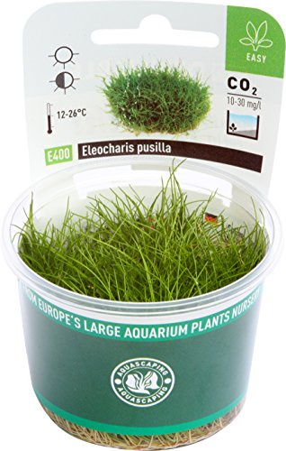 Plante pour aquarium in vitro Dennerle Plant It – Eléocharis nain, éléocharis à petites feuilles