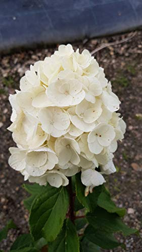 Hydrangea paniculata Magical® Mont Blanc 'Kolmamon' / Hortensia paniculé compact Mont Blanc/Godet