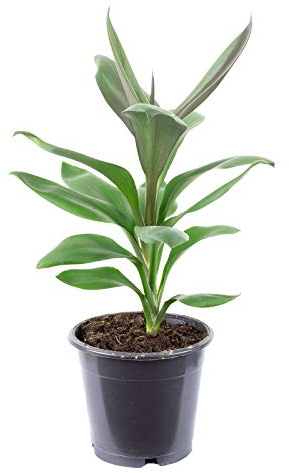 Lys géant : véritable plante d'intérieur, Cordyline « Glauca », hauteur : environ 40 cm, diamètre du pot : 12 cm