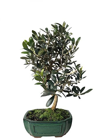 DECOALIVE Bonsái de Interior Olivo Planta Natural para Decorar el Hogar