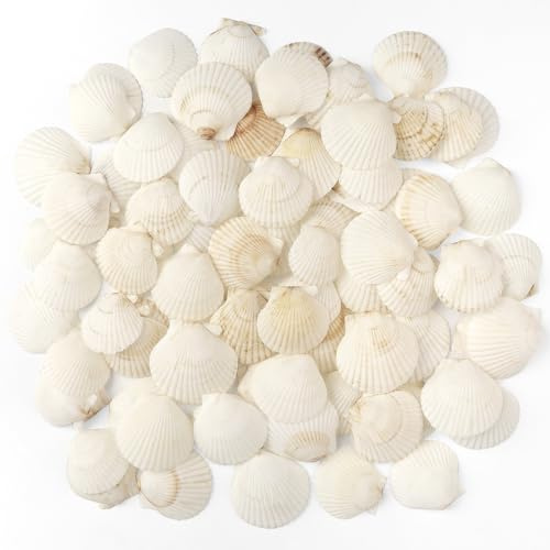 TaoQ C 48 PCS Scallop Shells Natural Seashell, 1.5 to 2 White Scallop Shells Small Seashells for Crafts Wedding Decor Beach Theme Party, Fish Tank and Vase Filler
