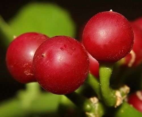 Veldt Uva Cissus quadrangularis pianta medicinale succulenta vite scalatore 5 semi