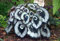 Begonia Escargot | Tropical Begonia | Plug Plant