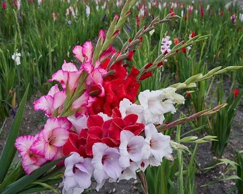 Graines de fleurs de glaïeul 100 pièces mélangées