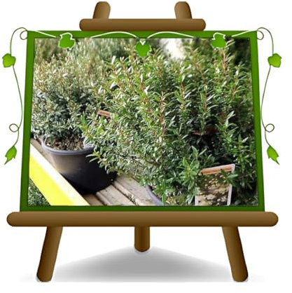 Mirto - Myrtus Communis Plantas ornamentales en maceta de 18/20 cm, altura 100-110 cm