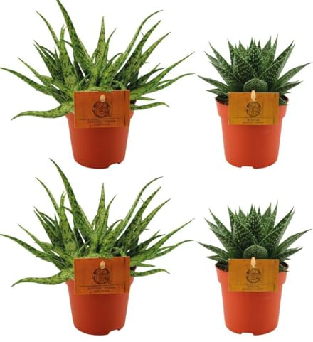 2x Aloe araña + 2x Gasteria híbrida Aurora - 10cm - Ø10.5cm - Planta de interior - Hojas perennes - Cactus y suculentas
