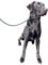 L&J Pets UK All-In-One Figure 8 Anti-Pull Lead/Halter & Head Collar (Grey)