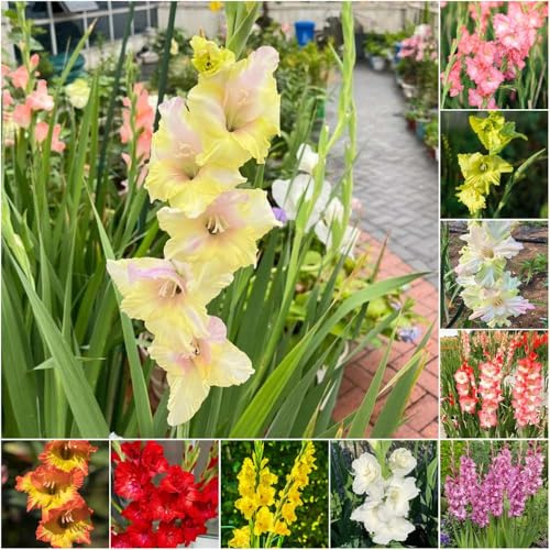 bulbi di gladioli - resistenti per giardino giardino di perenne resistenti copertura resistente 9pcs