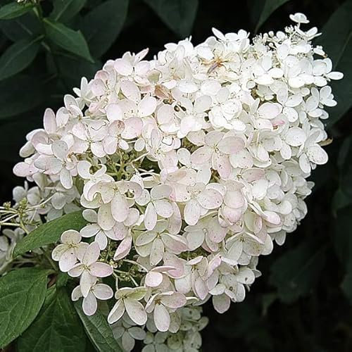Rispenhortensie 'Grandiflora' - Hydrangea paniculata 'Grandiflora' 40-50 cm - 40-50_C
