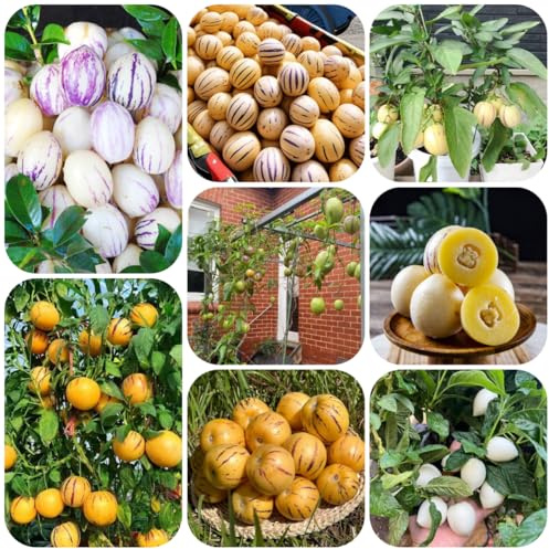 semillas de pepino, melón y pera, pepino melón resistentes para el jardín balcón fresca columnares resistentes melón 300pcs