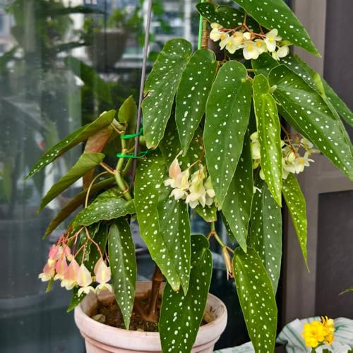 Forellenbegonie Pflanze Samen, gartenpflanzen Begonia maculata, pflanzen samen pflanzen garten stauden winterhart mehrjährig wohnzimmer deko büropflanzen, zimmerpflanzen luftreinigende 100pcs
