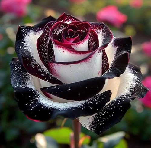 Rosa perenne rara - Rizoma di rosa - Arbusto perenne - Resistente, a bassa manutenzione - Decorazione da giardino-1 root-G