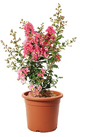 KENTIS - Lagerstroemia Indica Rosa - Piante da Esterno Vere Fiorite - Pianta da Giardino in Fiore - H 60-80 cm Vaso Ø 24 cm