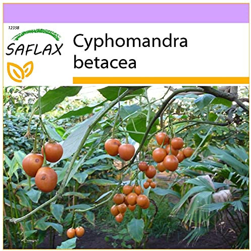 SAFLAX - Arbre à tomates - 50 graines - Cyphomandra betacea