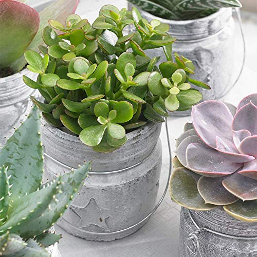 Crassula Ovata - Plante d'intérieur Ornementale - Arbre de Jade en pot de 12cm